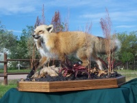 Fox